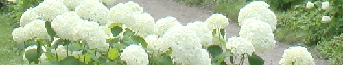 DSC00909.JPG